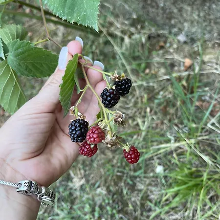 Ajla's Дом отдыха